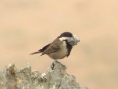 Melaniparus afer afer
