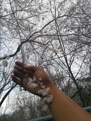 Podopterus mexicanus