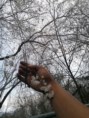 Podopterus mexicanus