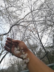 Podopterus mexicanus