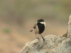 Melaniparus afer afer