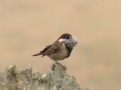Melaniparus afer afer
