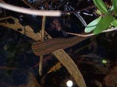 Hirudo medicinalis