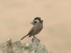 Melaniparus afer afer