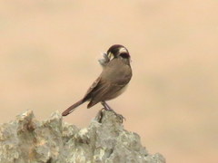 Melaniparus afer afer