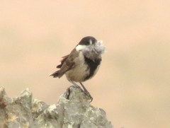 Melaniparus afer afer