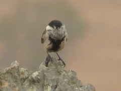 Melaniparus afer afer