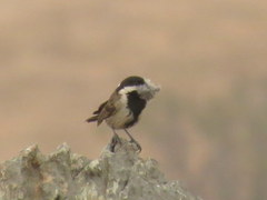 Melaniparus afer afer