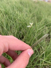 Alopecurus geniculatus