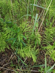 Thelypteris palustris palustris