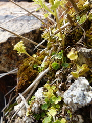 Chrysosplenium tetrandrum