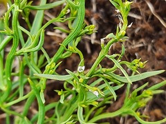 Thesium ramosum