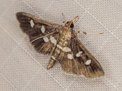 Desmia subdivisalis