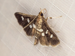 Desmia subdivisalis
