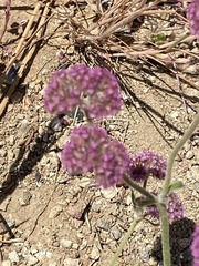 Chorizanthe douglasii