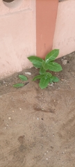 Tracheophyta