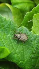 Otiorhynchus porcatus