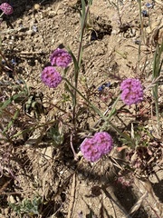 Chorizanthe douglasii