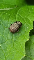 Otiorhynchus porcatus