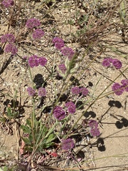 Chorizanthe douglasii