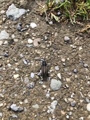 Dorcadion fuliginator