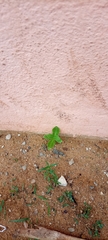 Calotropis procera