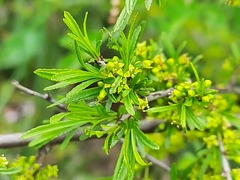 Rhamnus erythroxyloides
