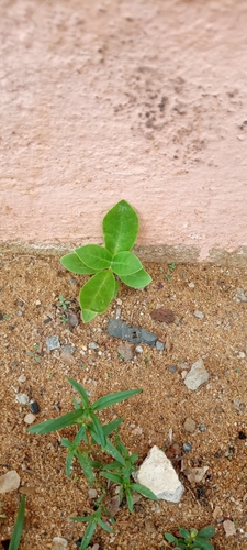 Calotropis procera image