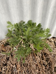Potentilla tergemina