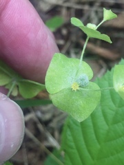 Euphorbia ouachitana