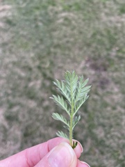 Potentilla tergemina