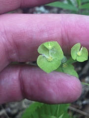 Euphorbia ouachitana