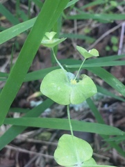 Euphorbia ouachitana