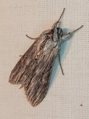 Cucullia laetifica