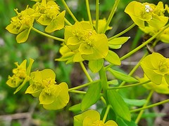 Euphorbia iberica