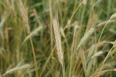 Hordeum vulgare