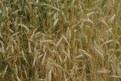 Hordeum vulgare