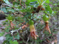 Ribes formosanum
