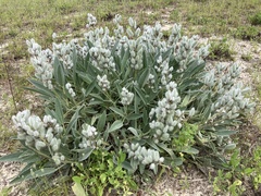 Lupinus villosus