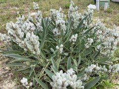 Lupinus villosus