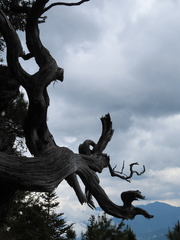 Juniperus morrisonicola