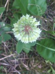 Trifolium reflexum