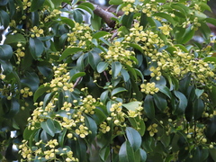 Euonymus carnosus