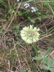 Trifolium reflexum