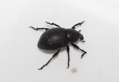 Liparus tenebrioides