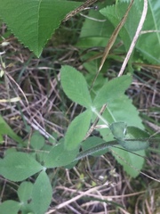 Trifolium reflexum