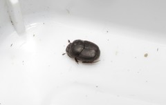 Euonthophagus atramentarius