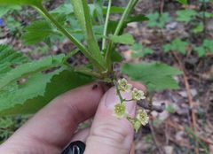 Ribes spicatum