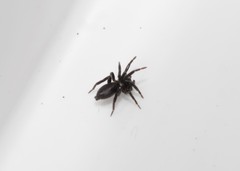 Drassyllus praeficus