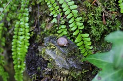 Helicodonta angigyra